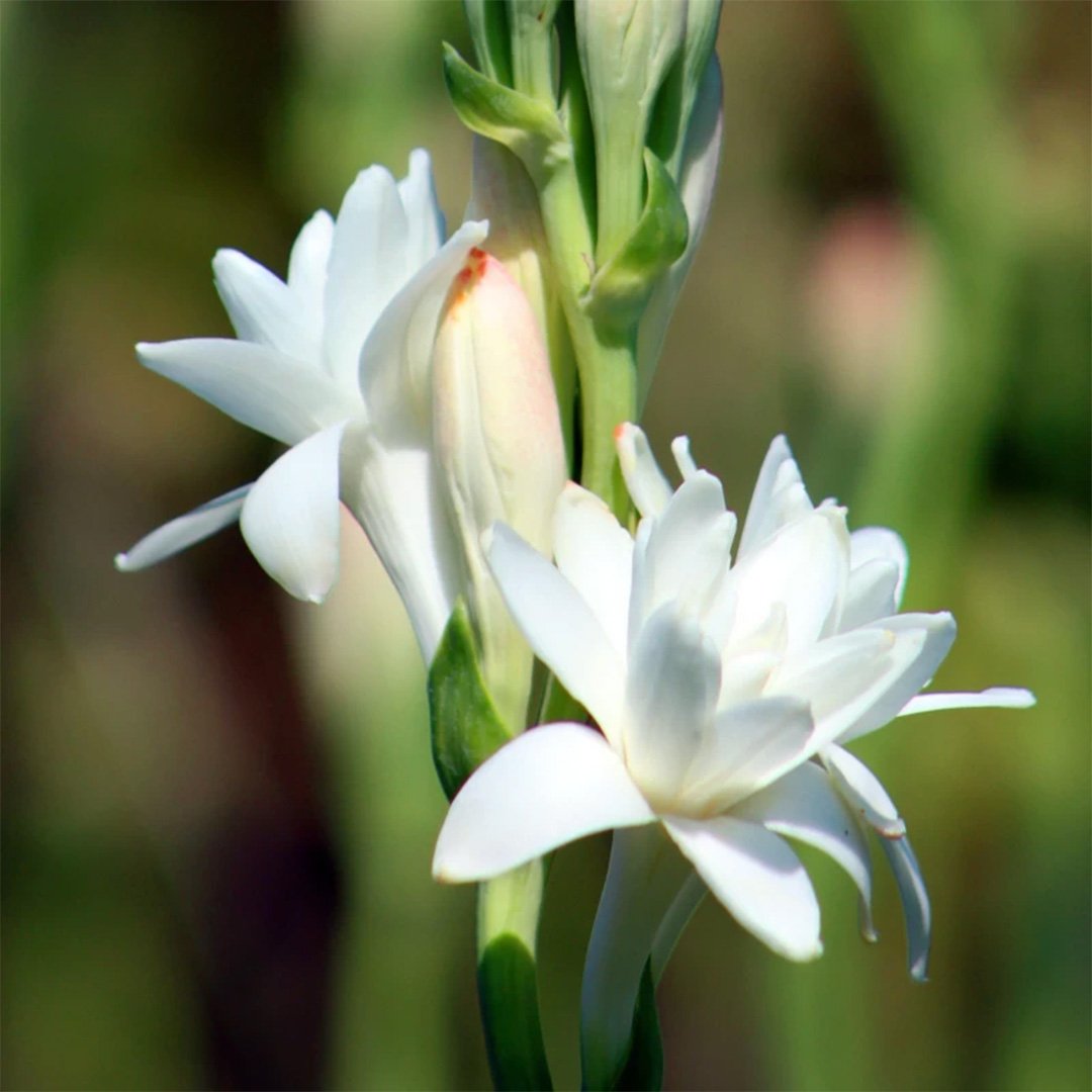 Rajnigandha Double Tuberose Bulbs